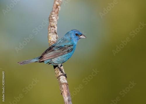 Indigo Bunting perched on vertical tree branch in front of smooth colorful background. © Ryan Mense