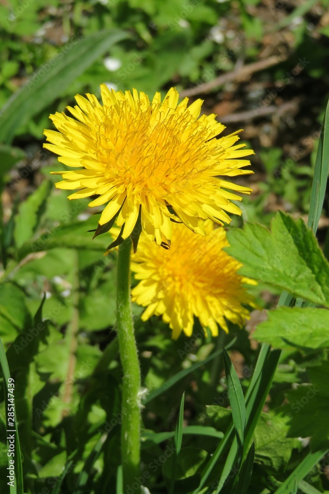 Dandelion flowers in the garden in spring, closeup Dandelion flowers in the garden in spring, closeup