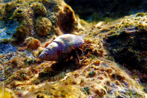 Underwater photo of Mediterranean Hermit crab - Clibanarius erythropus photo