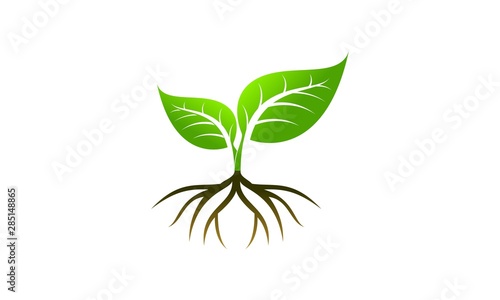 Plant icon vector