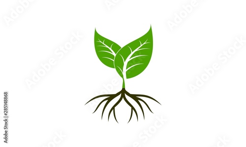 Plant vector