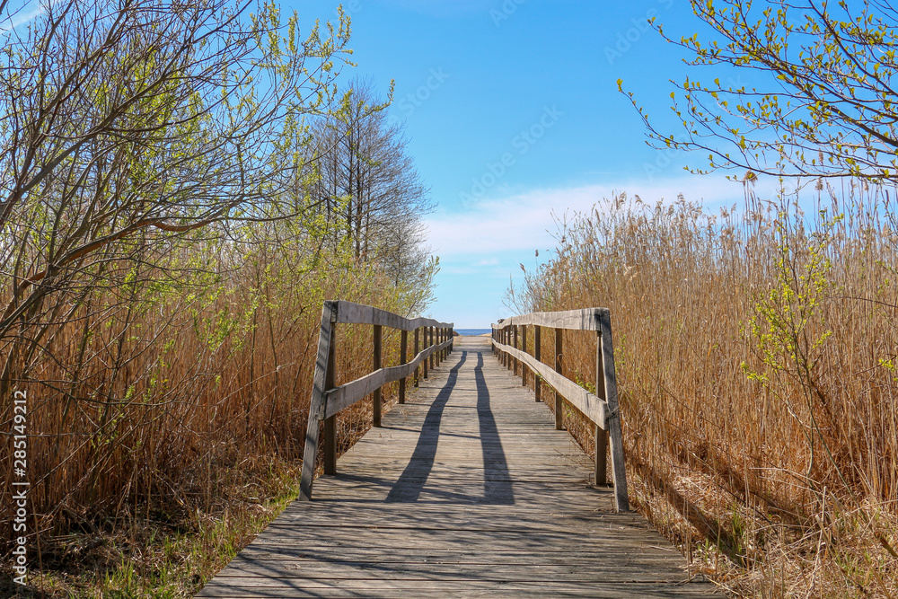 wooden bridge in the forest wooden bridge in the forest