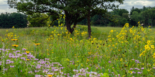 Native wildflowers on the prairie at Moraine Hills State Park in Illinois