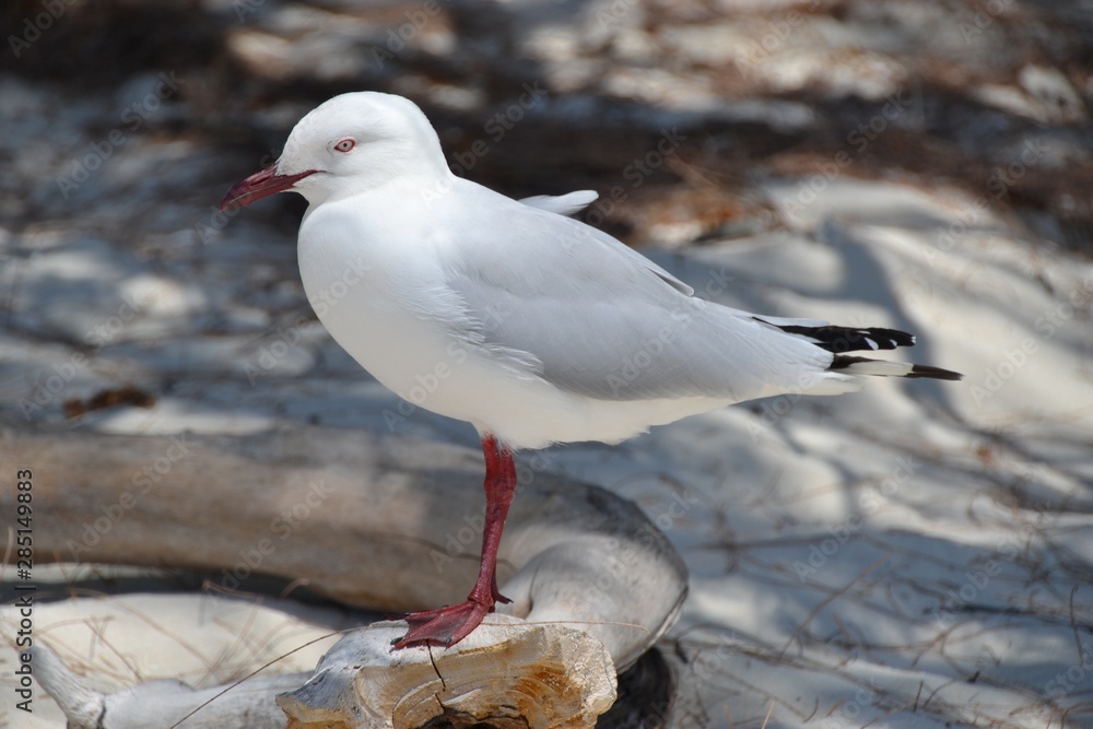 Fototapeta premium SIlver gull sea bird in the sunshine on the beach with dappled driftwood and debris in the background on the Great Barrier Reef island of Heron