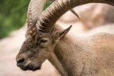 The West Caucasian tur or Daghestan tur is a wild mountain goat with large raogas