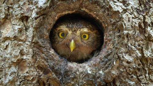 Eurasian pygmy owl (Glaucidium passerinum) looking out of nest hole photo