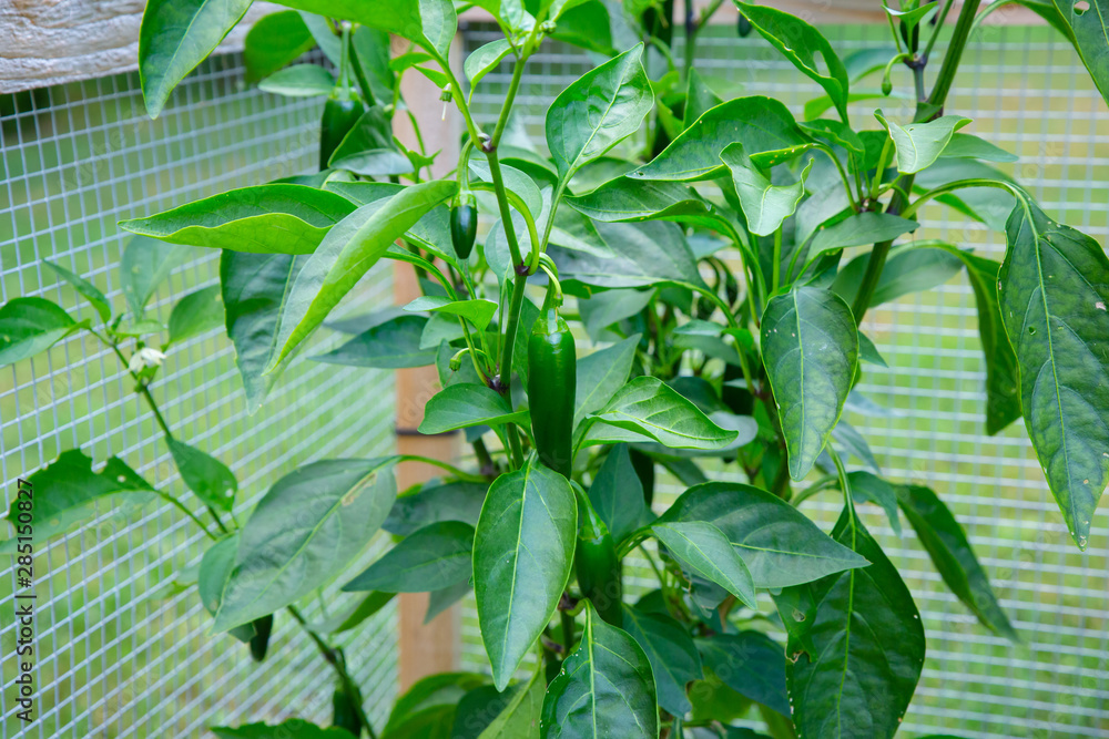 Obraz premium Jalapeño Peppers Growing in a Raised Garden
