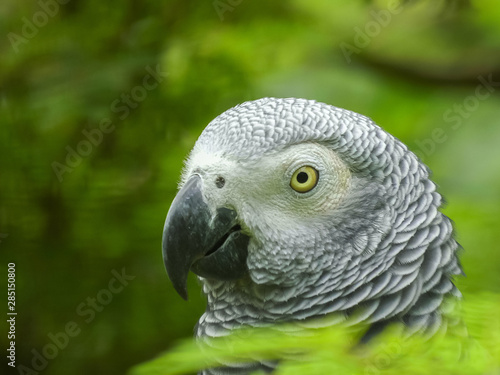 close up of the head of an african grey parrot