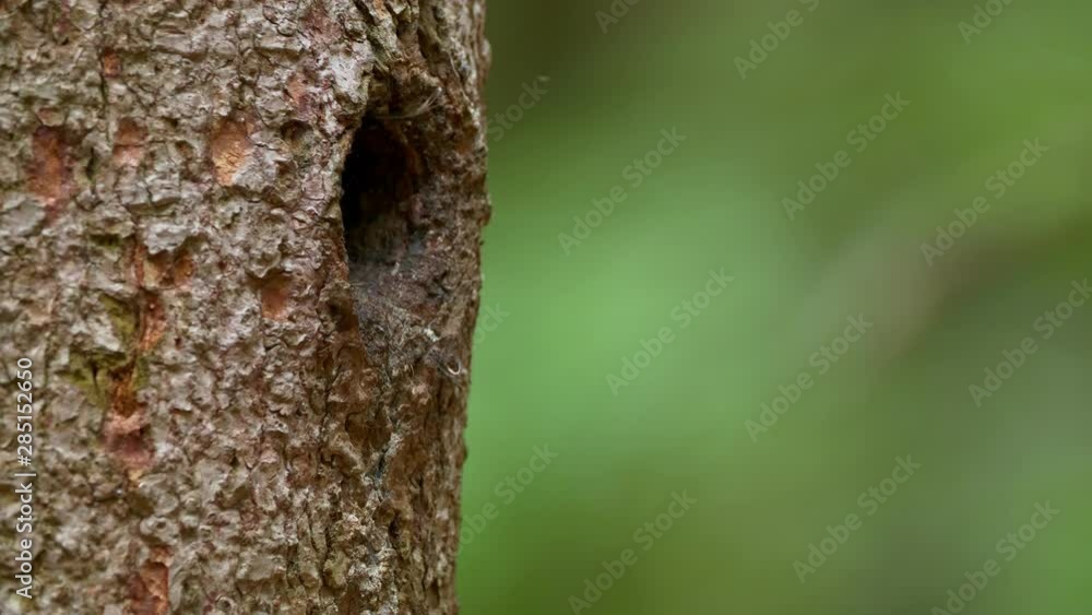 Eurasian pygmy owl (Glaucidium passerinum) bringing food for chicks
