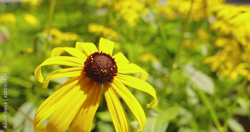 Black-eyed susan flower gently swaying in the breeze on a sunny, summer day Black-eyed susan flower gently swaying in the breeze on a sunny, summer day