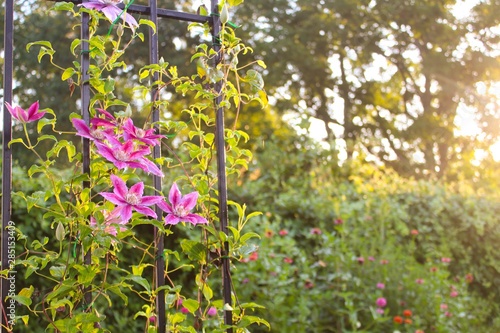 Beautiful morning view of Kilian Donahue variety clematis flowers on vine, selective soft focus with dappled sunlight in an old fashioned Victorian garden
