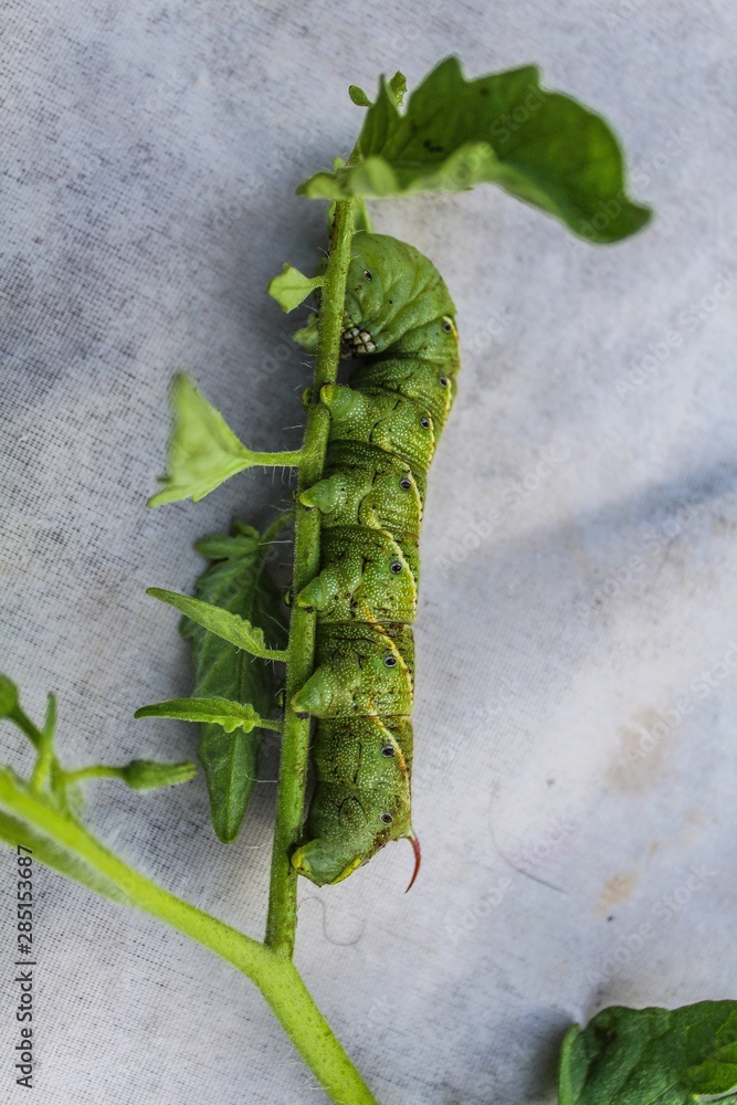 Naklejka premium Closeup of a Tomato Hornworm in a garden (Manduca quinquemaculata)