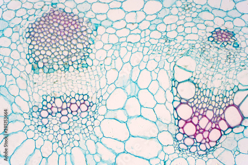 Obraz na płótnie Cross sections of plants stem show plant vascular tissue under microscope view