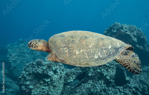 Turtles in Hawaii chilling at a cleaning station