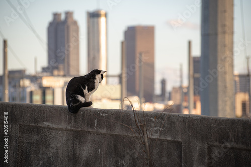 Photography Cat...watching...waiting