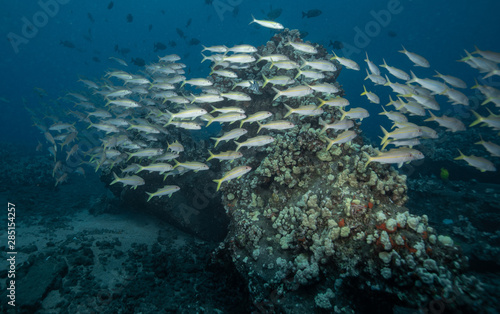School of fish over reef