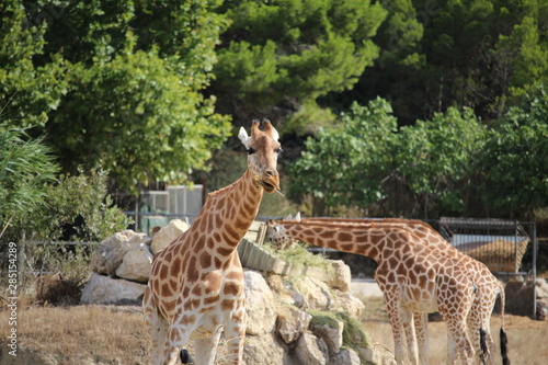 GIRAFE