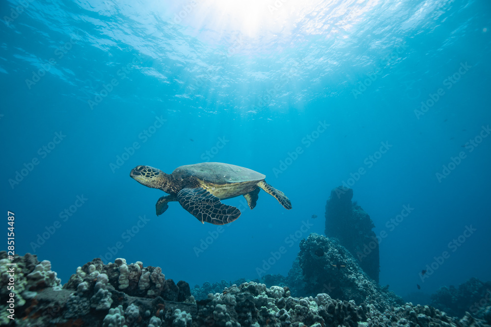 Obraz premium Turtles in Hawaii chilling at a cleaning station