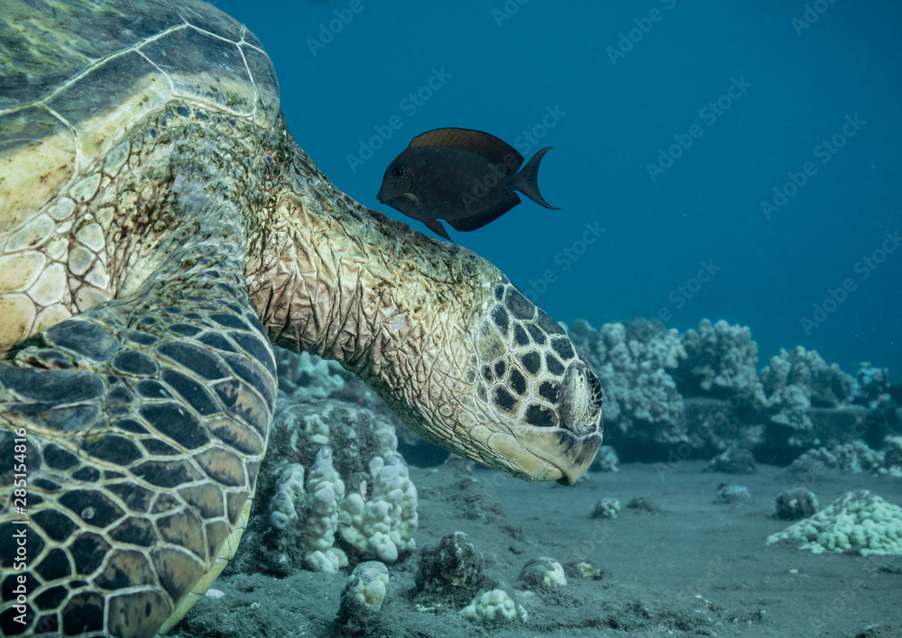 Fototapeta premium Turtles in Hawaii chilling at a cleaning station