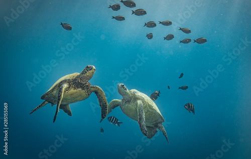 Turtles in Hawaii chilling at a cleaning station
