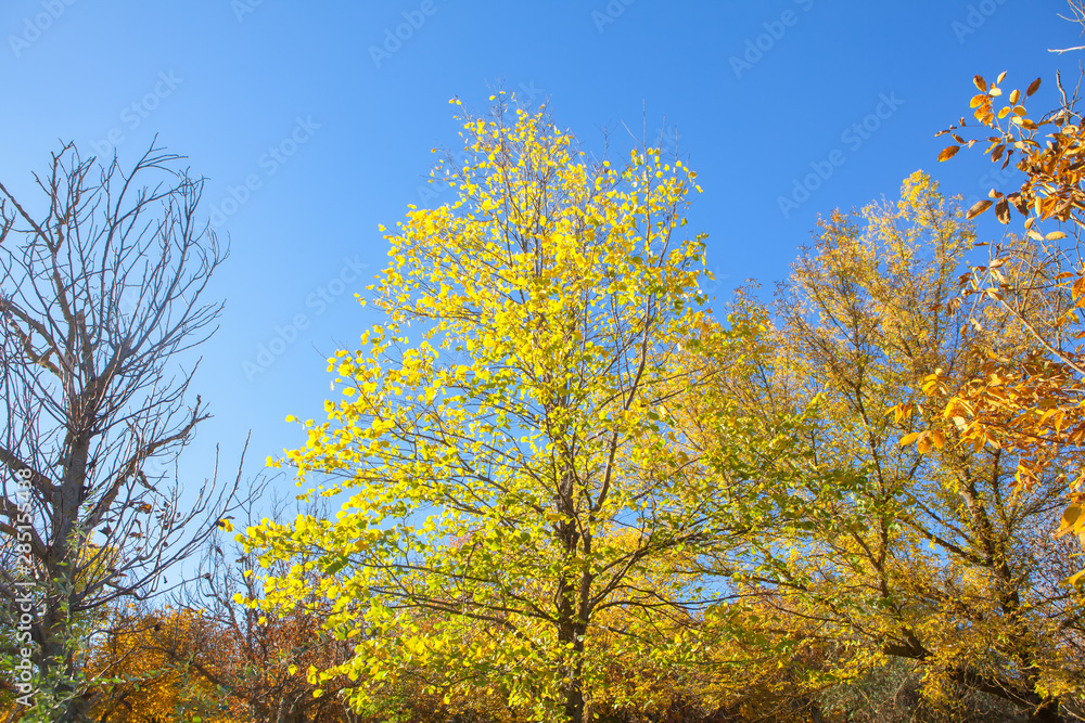 autumnal nature with yellow trees autumnal nature with yellow trees