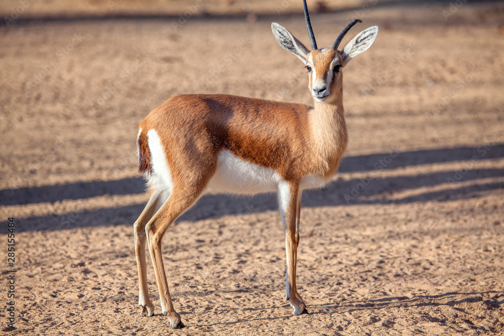 portrait of Saharian Dorcas Gazelle portrait of Saharian Dorcas Gazelle