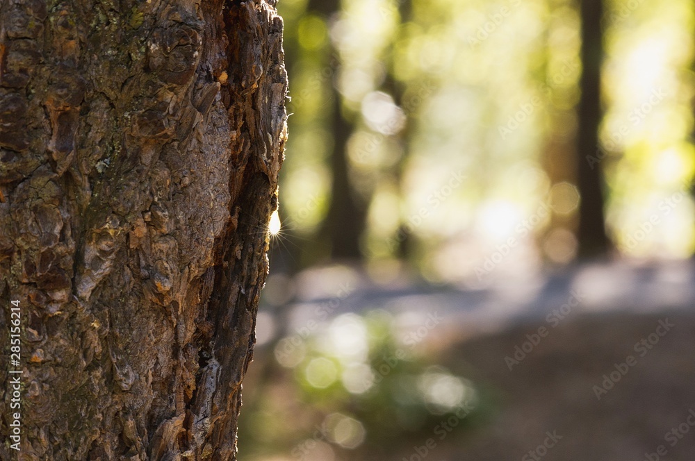 Fototapeta premium Pine sap glistening in the sun