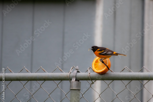 Φωτογραφία Baltimore oriole eating from an orange