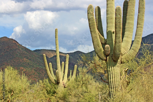 Cactus saguaro, Arizona © jerzy