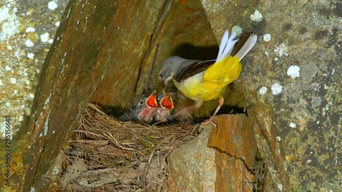 Grey wagtail bringing food for chicks