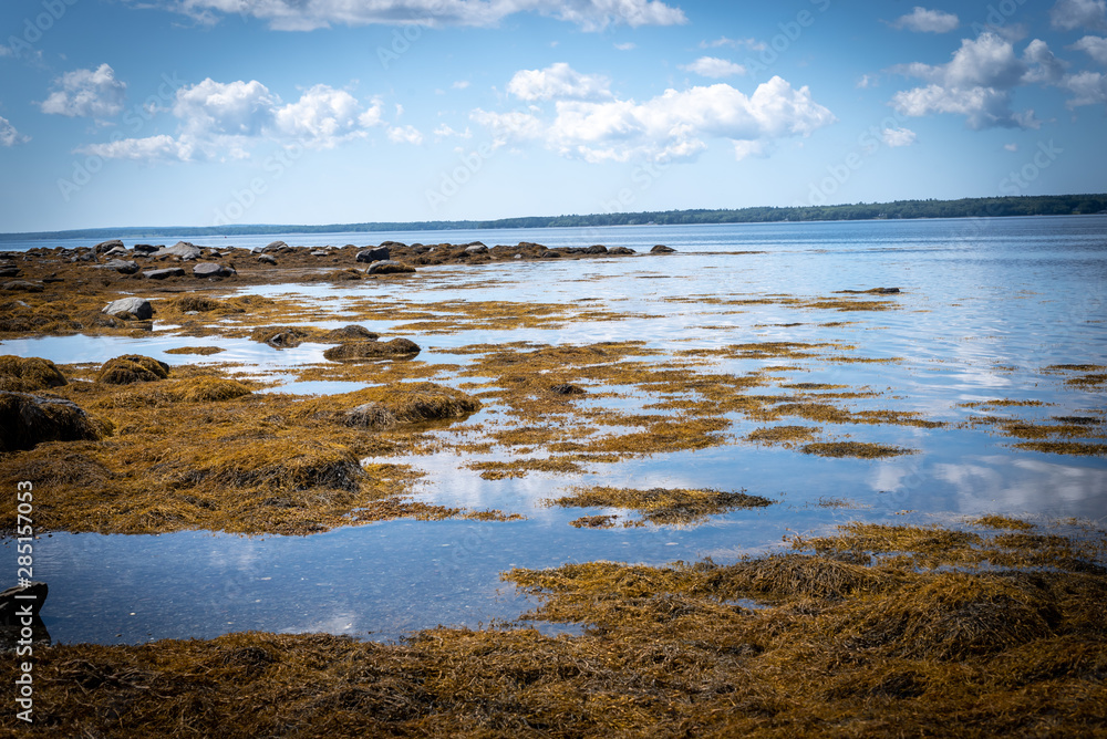 Fresh Seaweed On The Maine Coast 