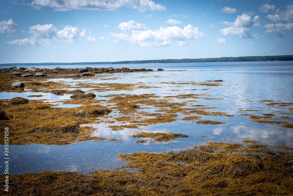 Landscape Photography Coastal Maine Seaweed 