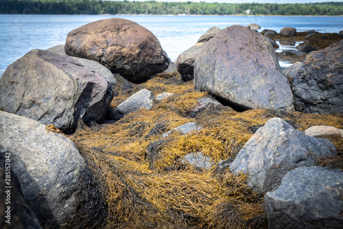 Maine Seaweed Up Close During Summer 