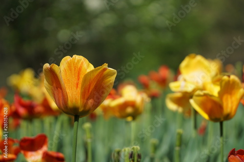 tulips in the garden