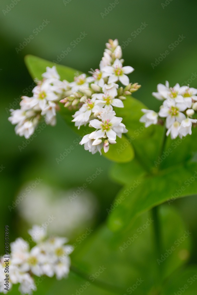 ソバの白い花が咲く ソバの白い花が咲く