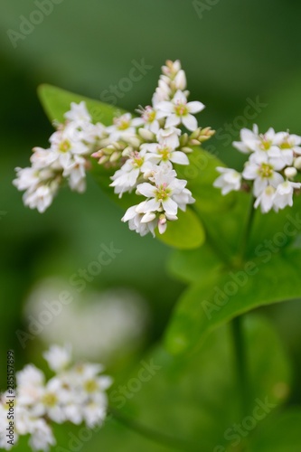 ソバの白い花が咲く