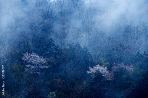 朝霧と天空の桜、霧の中の桜