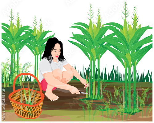 agriculturist harvest Galangal vegetable vector design