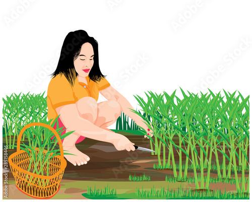 agriculturist harvest Chinese morning glory vector design