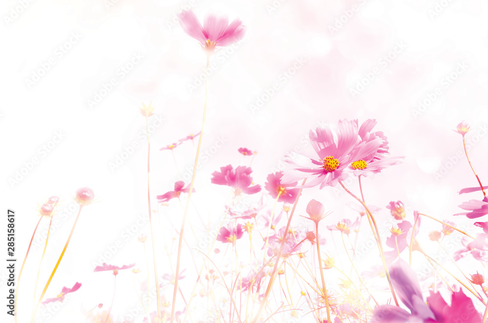 blurred of cosmos flowers with bokeh in vintage style and soft blur for background