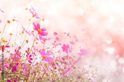 Fototapeta Naklejka Na Ścianę i Meble -  blurred of cosmos flowers with bokeh in vintage style and soft blur for background