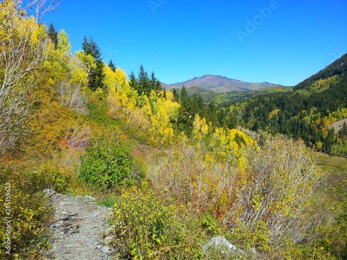 Fototapeta Naklejka Na Ścianę i Meble -  Fall colors along Alpine Loop Highway in Utah