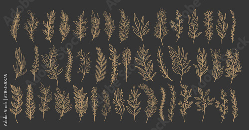 Abstract silhouette branch leaves nature set collection hand drawn. Ethnic ornament, floral print, textile fabric, botanical element. 