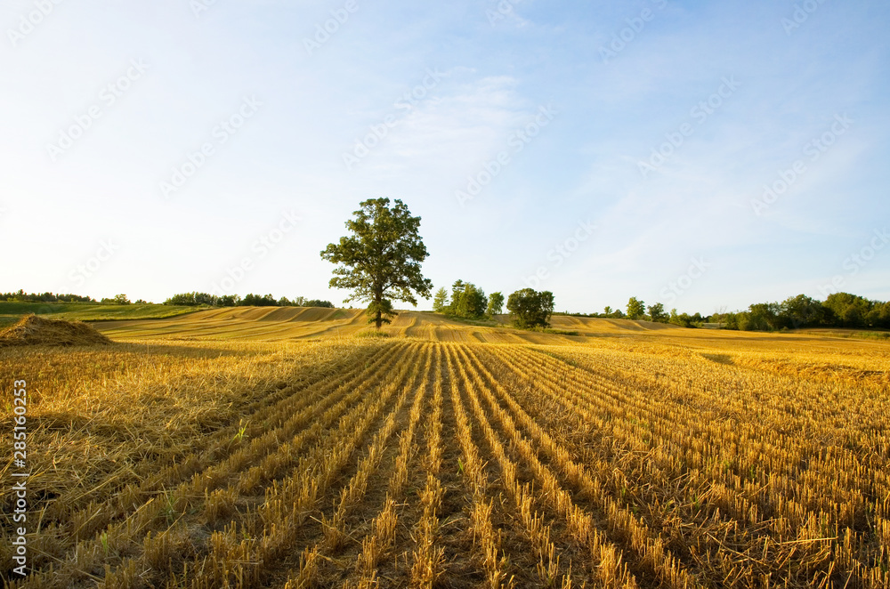 Freshly Cut Field of Yellow Straw with Beautiful Tree