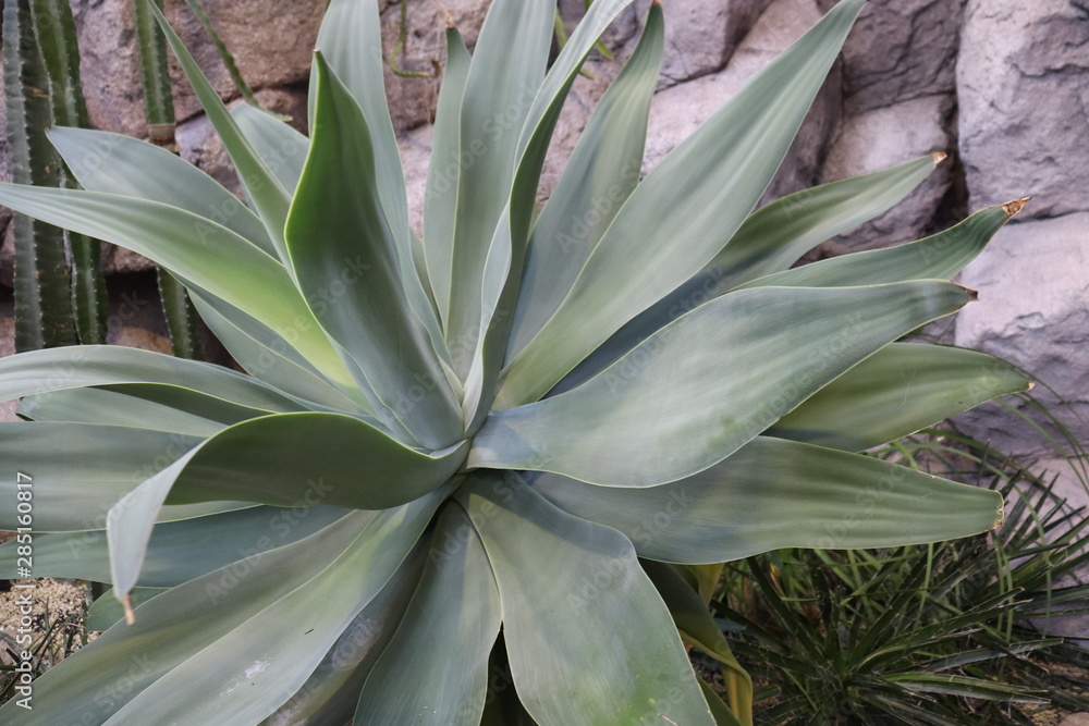 Obraz premium 植物園の景色