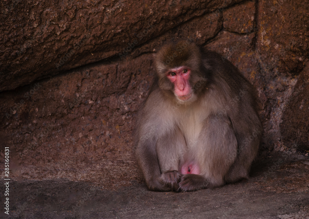 Snow Monkey Sitting Snow Monkey Sitting