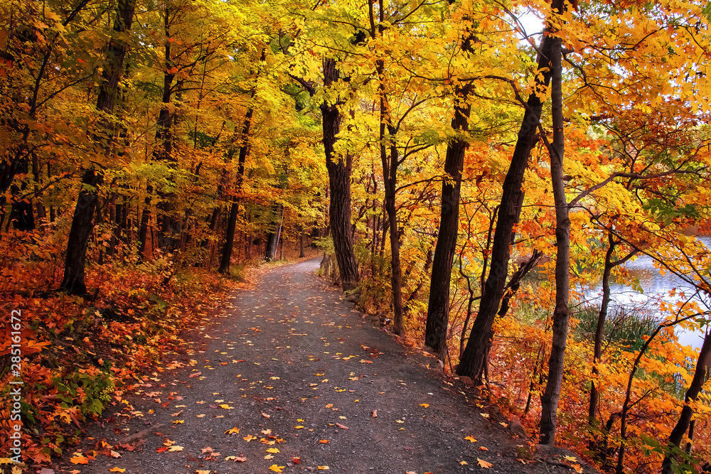 road in autumn forest