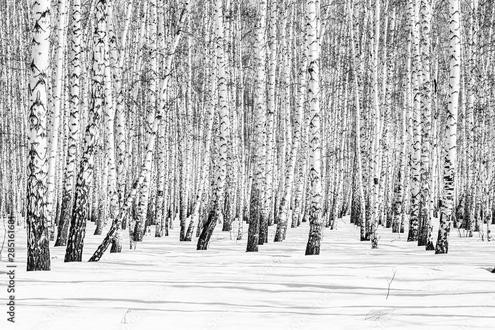 Black and white photo, birch forest winter landscape. - obrazy, fototapety, plakaty 