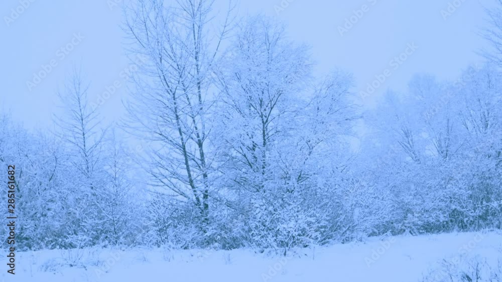 Beautiful snowfall in a winter forest. Snow covered all the trees. Recorded in Raw on Blackmagic camera. Beautiful snowfall in a winter forest. Snow covered all the trees. Recorded in Raw on Blackmagic camera.