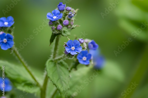 Green Alkanet Flowers in Bloom in Springtime